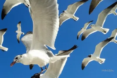 Gaviota Reidora. Residente Permanente