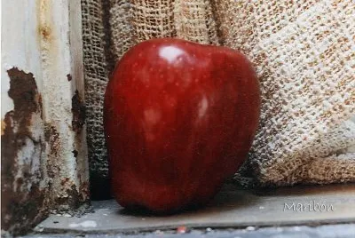 Manzana olvidada en una barda
