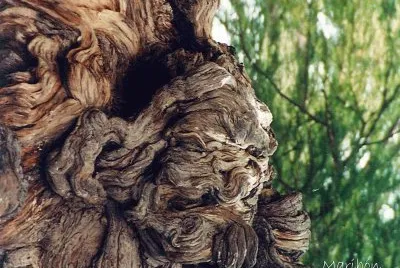Nudos Ã¡rbol del Tule Oaxaca