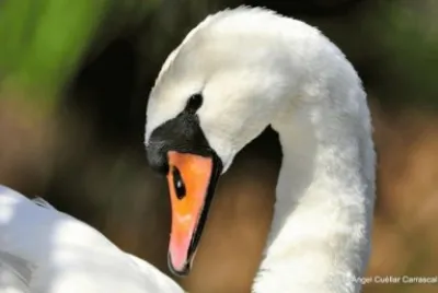 cisne