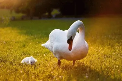mama cisne