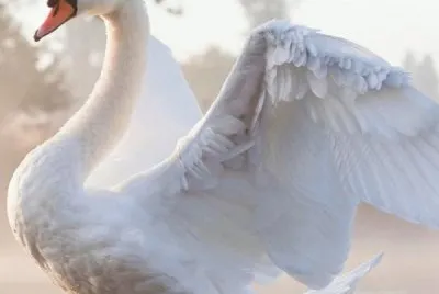 cisne