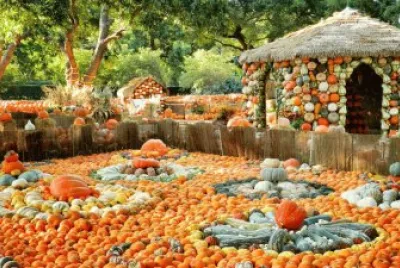Pumpkin Village at the Aboretum-Dallas, TX