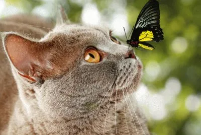 animais