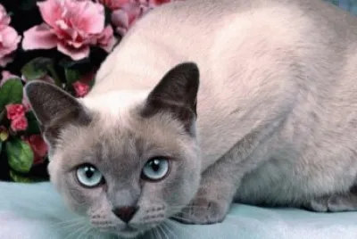 animais
