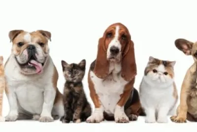 animais