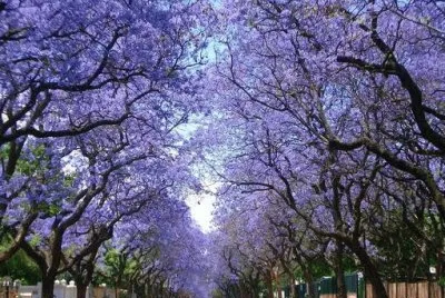 jacarandÃ¡
