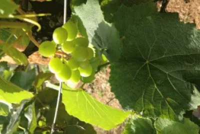 viÃ±edos jigsaw puzzle