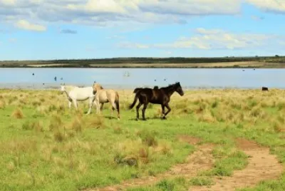 caballos en la laguna jigsaw puzzle