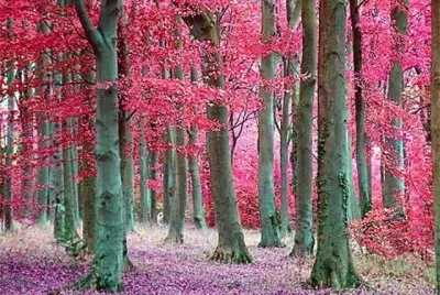 imagens jigsaw puzzle