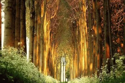 camino jigsaw puzzle