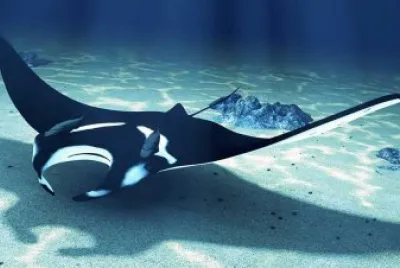 MANTARRAYA