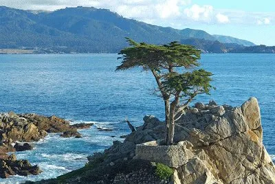 NATUREZA jigsaw puzzle