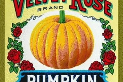 zucca