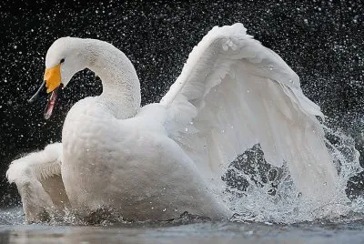 cisne