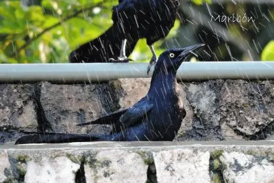 Zanate en la lluvia. Valladolid, YucatÃ¡n