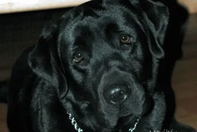 Labrador InglÃ©s Negro
