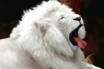 LeonBlanco