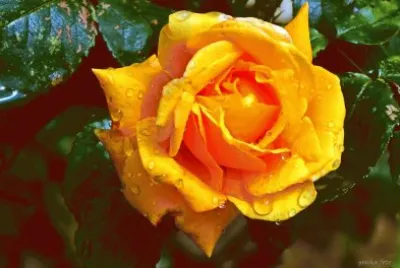yellow rose in the rain