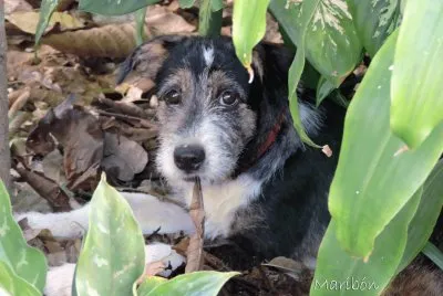 Mezcla Terrier y Caniche. Rescatado de la calle