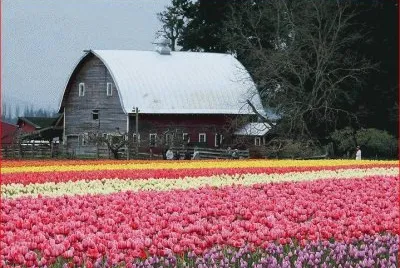 GRANJA DE FLORES
