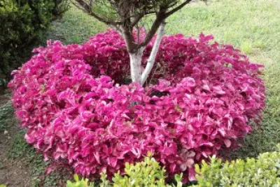 flores