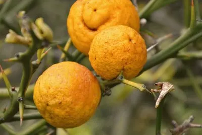 citrus