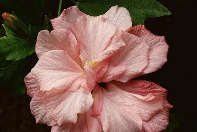 hibiskus