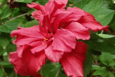 hibiskus