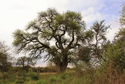 calden la pampa