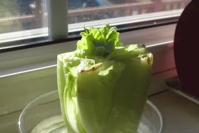 Regrow Romaine lettuce! Put stalk in water!