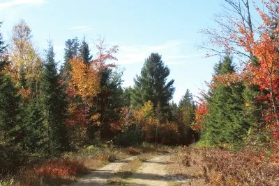Fall colours on Old Mullin Stream Rd
