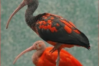 AVES
