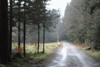 פאזל של foret