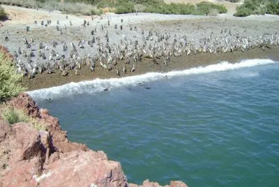 Punta Tombo. Chubut. Argentina