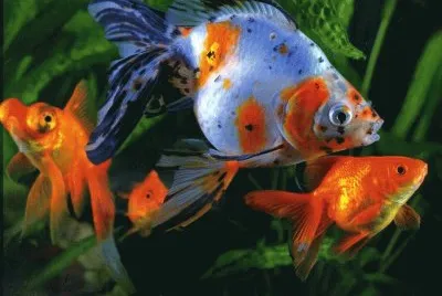 Peixos