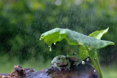 Dos Ranas Se Protegen De La Lluvia