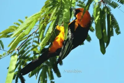 Calandria Dorso Negro Mayor. Residente YucatÃ¡n