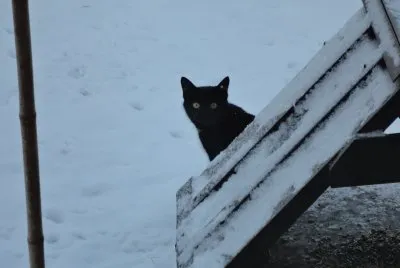 chat dans la neige