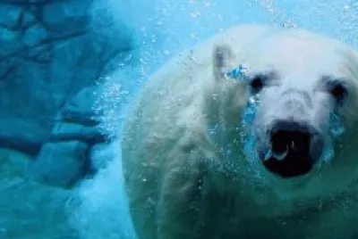 OSO POLAR