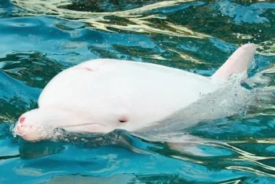 DELFIN