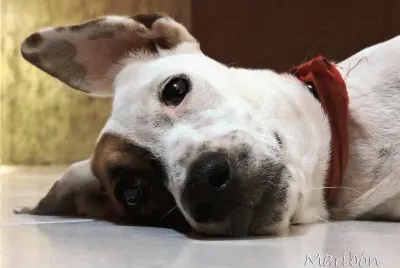 Emma, rescatada de la calle