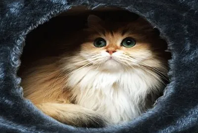 Una Hermosa  Foto De El Gato  Smoothie