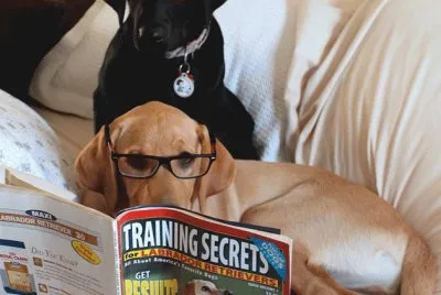 De Un Par De Perros Simulando Leer  Revistas