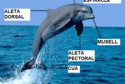 PARTS DEL DOFÃ