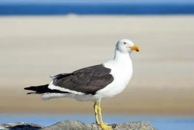 פאזל של Gaivota