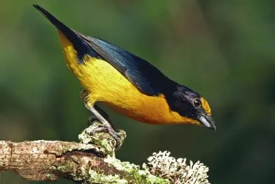 פאזל של Gaturamo 2