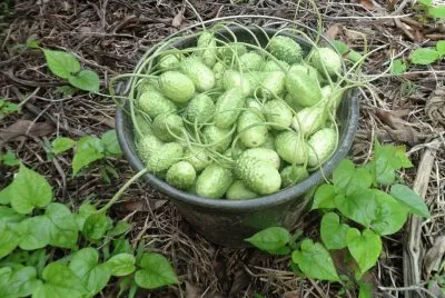 פאזל של Maxixe