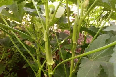 פאזל של Quiabo