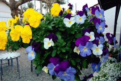 פאזל של Amor Perfeito